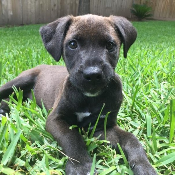 Meet the Posher and her babies!!! ❤ - Picture 1 of 4